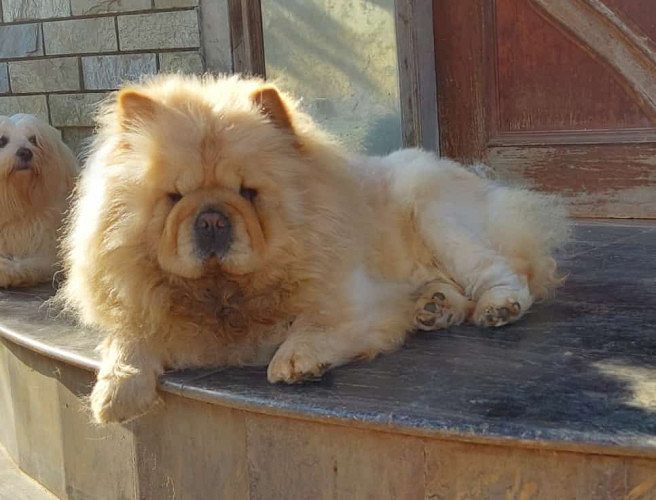 Chow Chow Puppies For Sale Trust Kennel