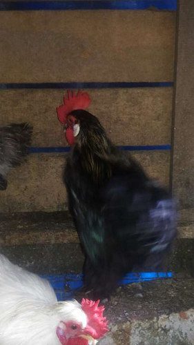 Cochin  bantam breeds for sale