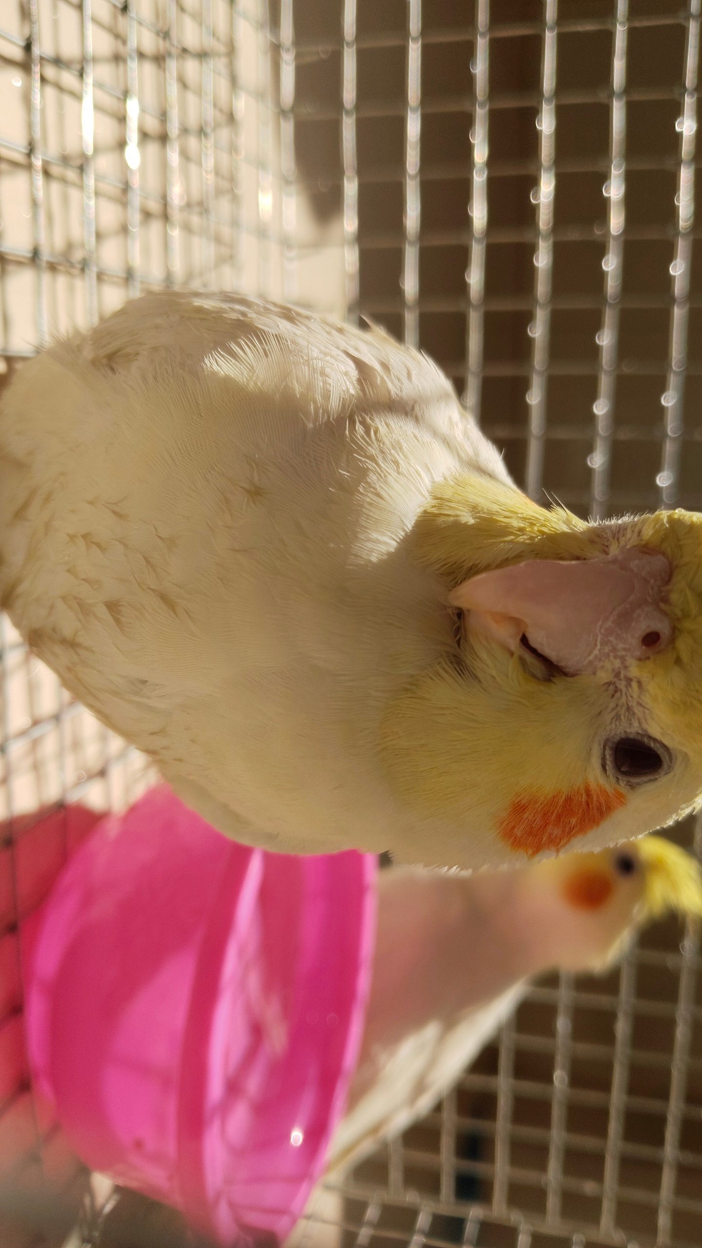 Cockatiel pair