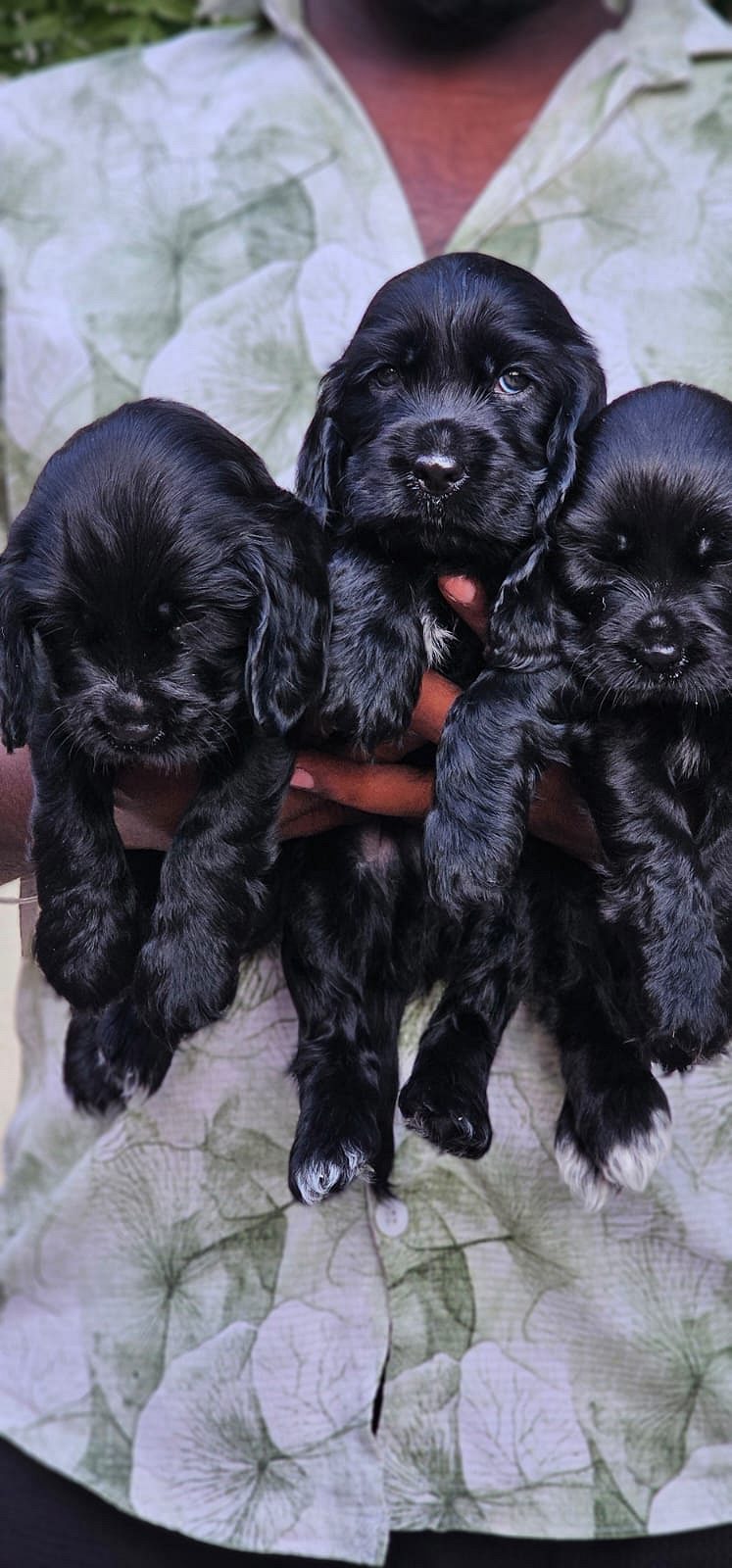 Cocker spaniel puppies available in Chennai