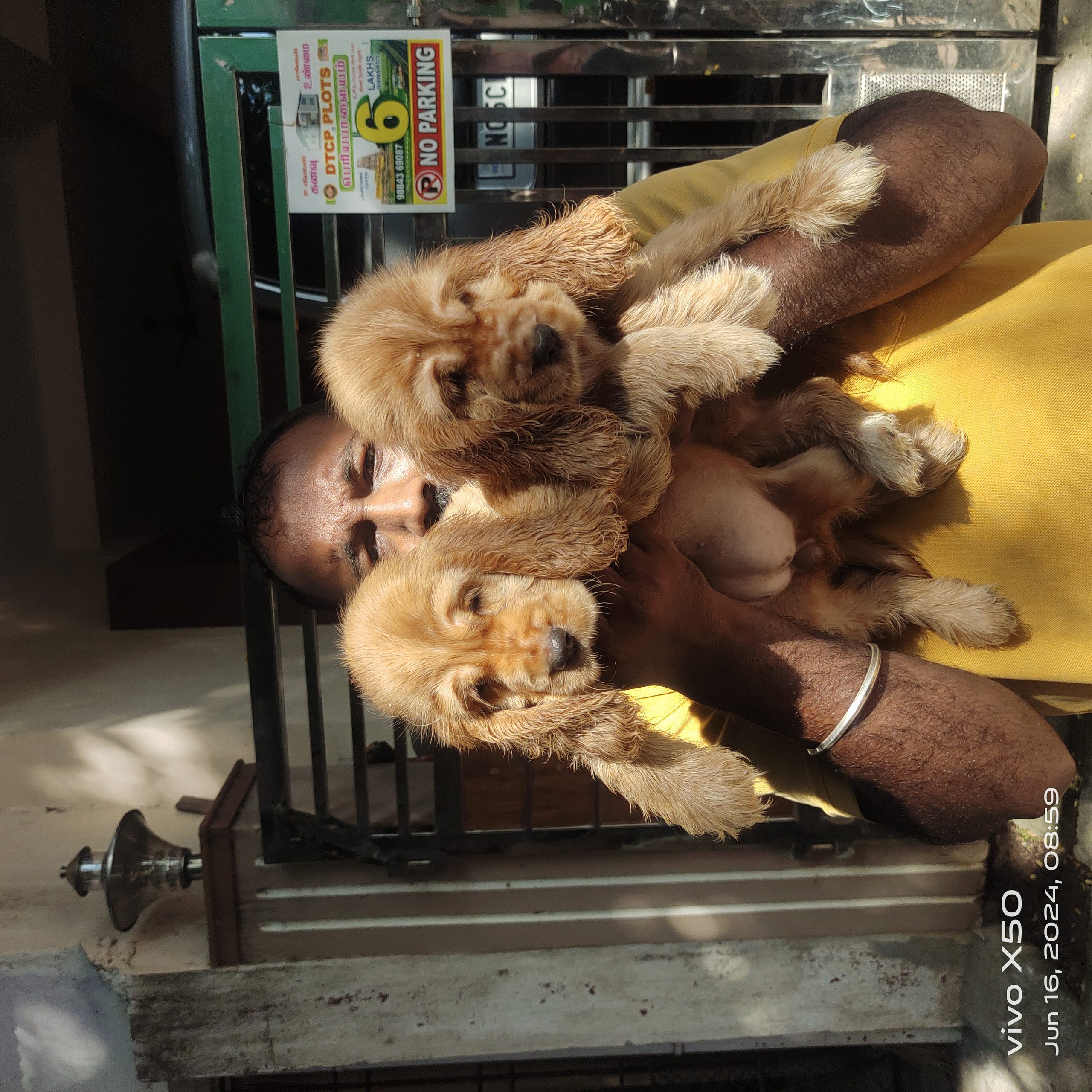 Cocker spaniel puppies available in Chennai