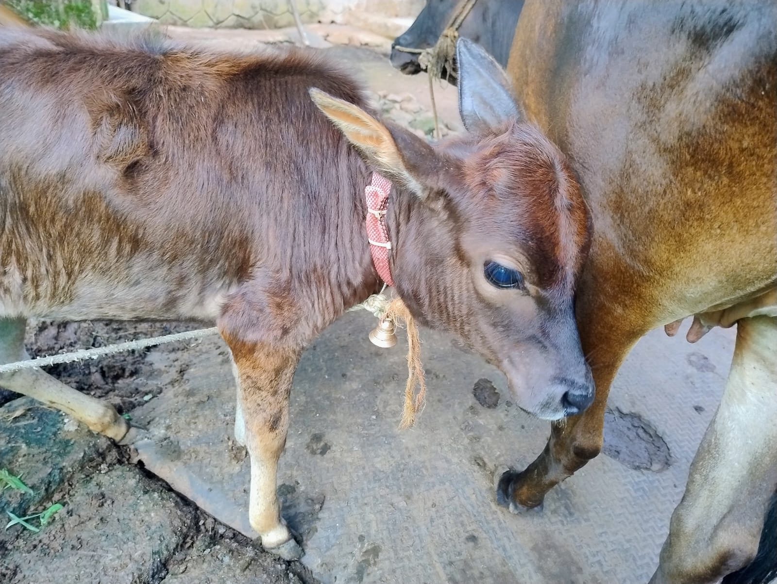 Cow and calf for sale