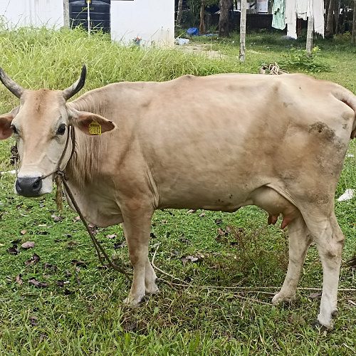 Cow and calf for sale