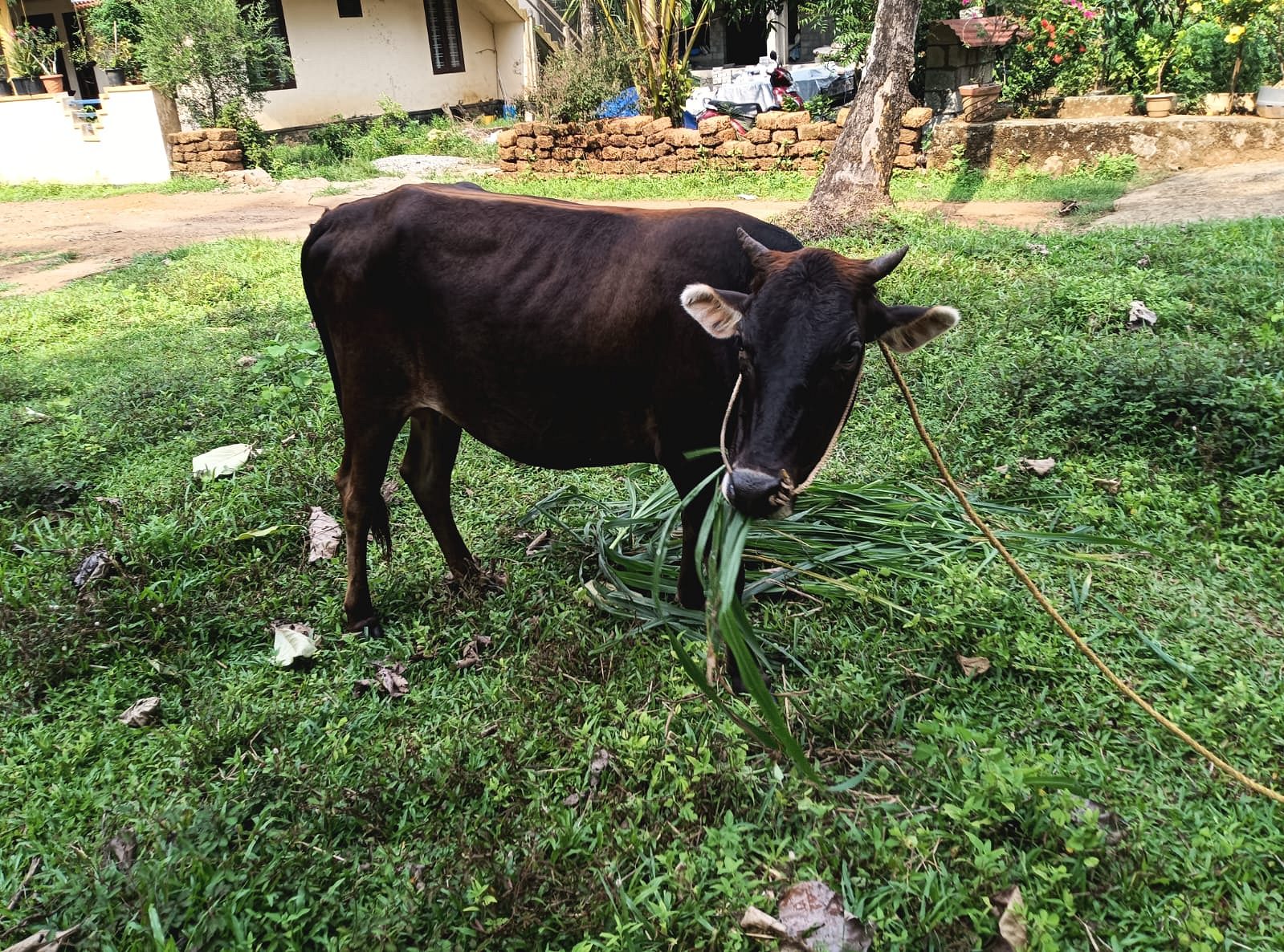 വെച്ചൂരി പശു