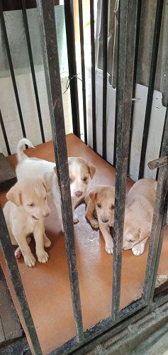 Cross puppies for sale