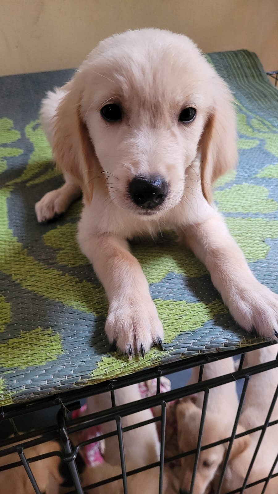 Cute, Health and Adorable Golden Retriever Puppies