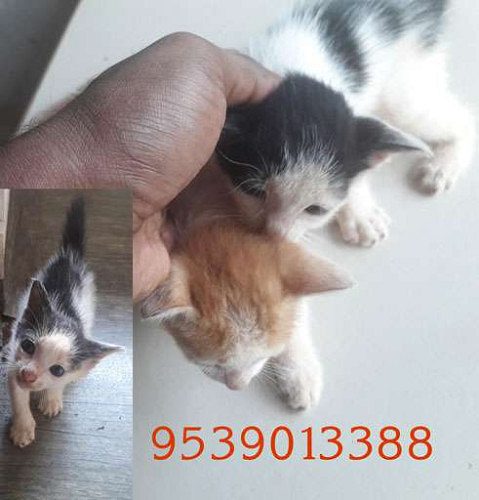 Cute Kitttens for sale