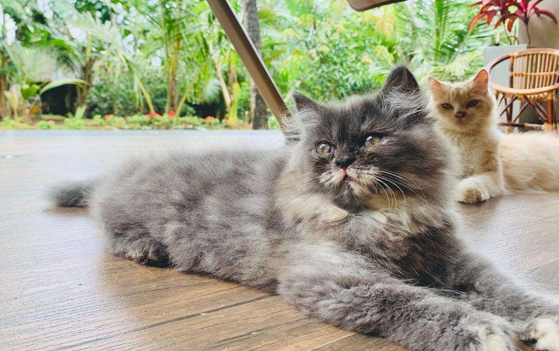 cute Persian kitten