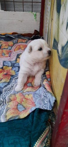 Cute Pomeranian pure white puppy