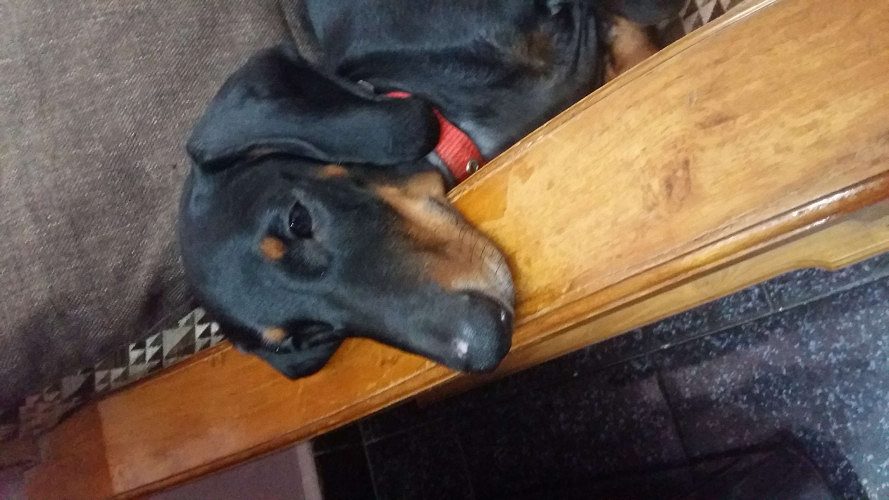 dachhund male puppy 7 months for sale