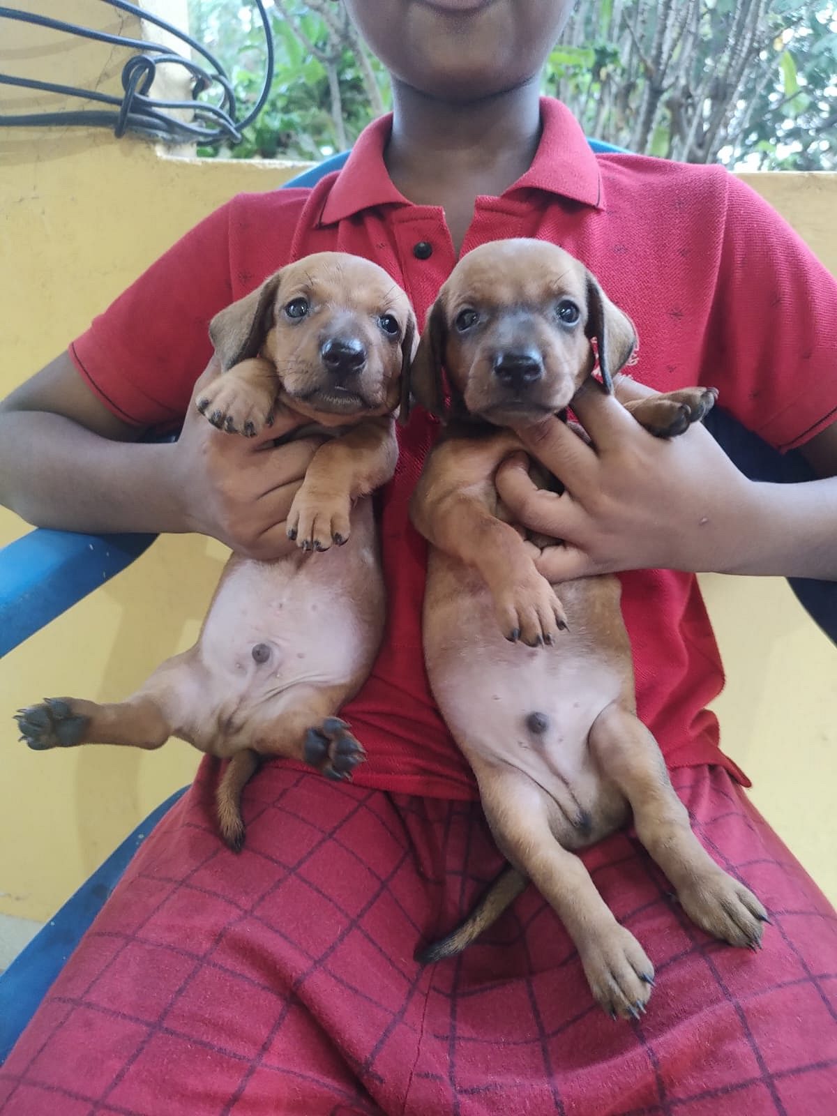 Dachshund puppies available in Chennai