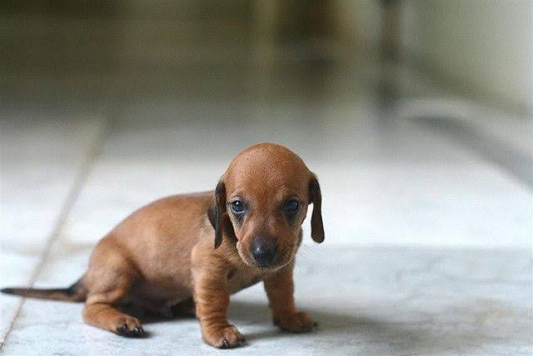 Dachshund puppies