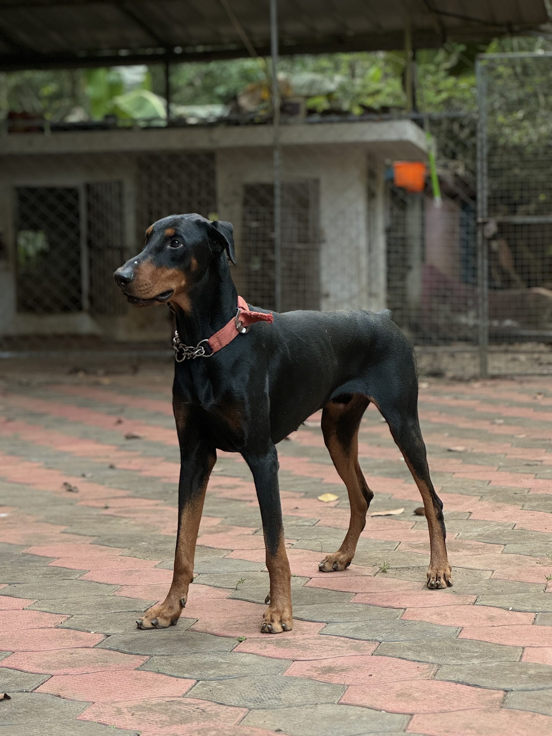 Doberman