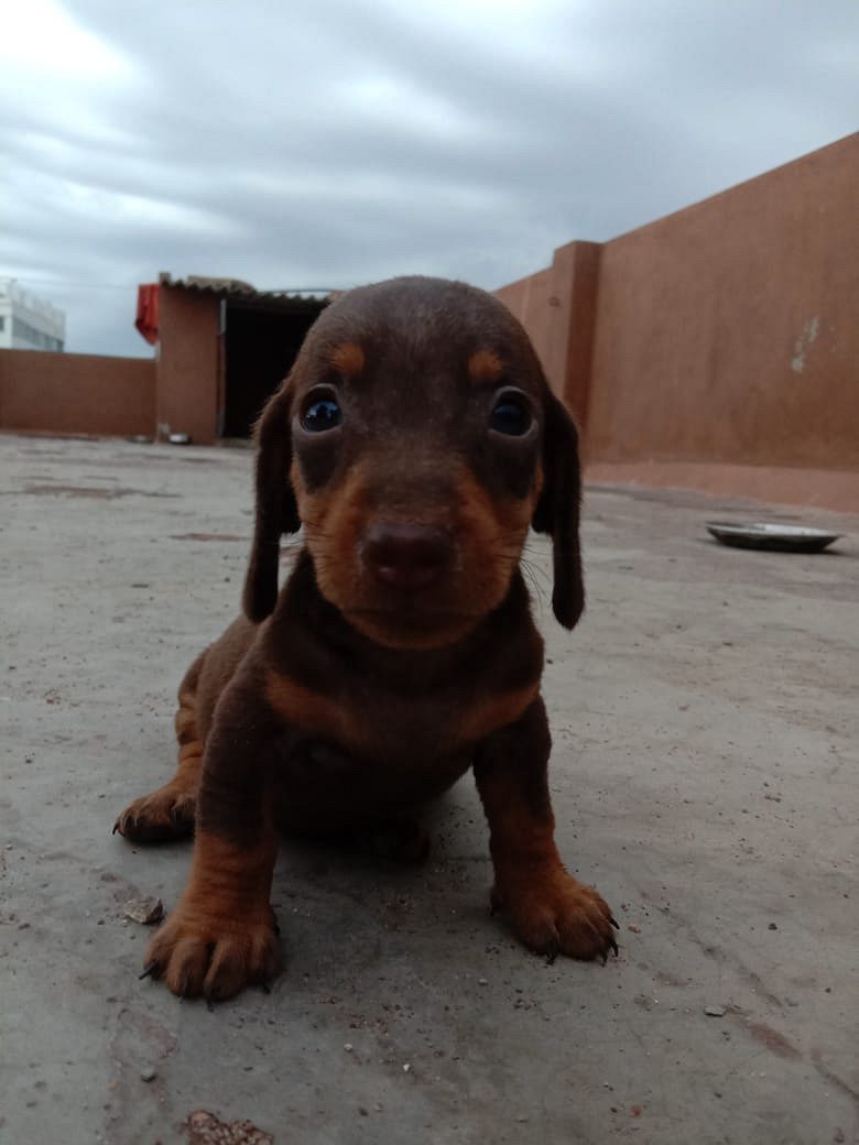 Doberman puppies available in Chennai