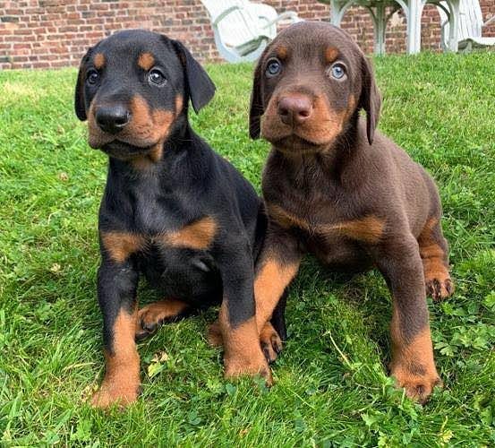 Doberman puppies