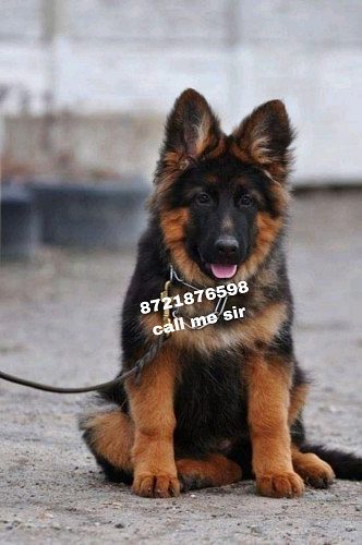 Dog shop home delivery all India ghar par