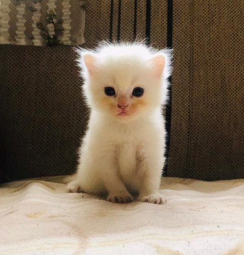 DOLL FACE PERSIAN CAT FOR SALE