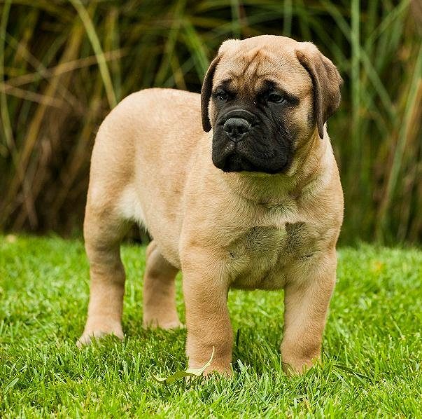 English Mastiff pups for sale..8307797664