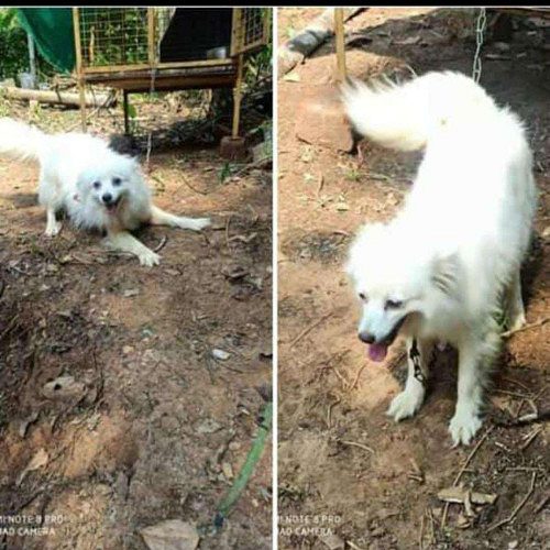 FEMALE ADULT POMERANIAN , SULTHAN BATHERY