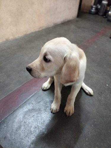 Female lab s for sales