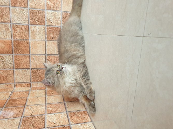 Female and male aduth semi punch cat