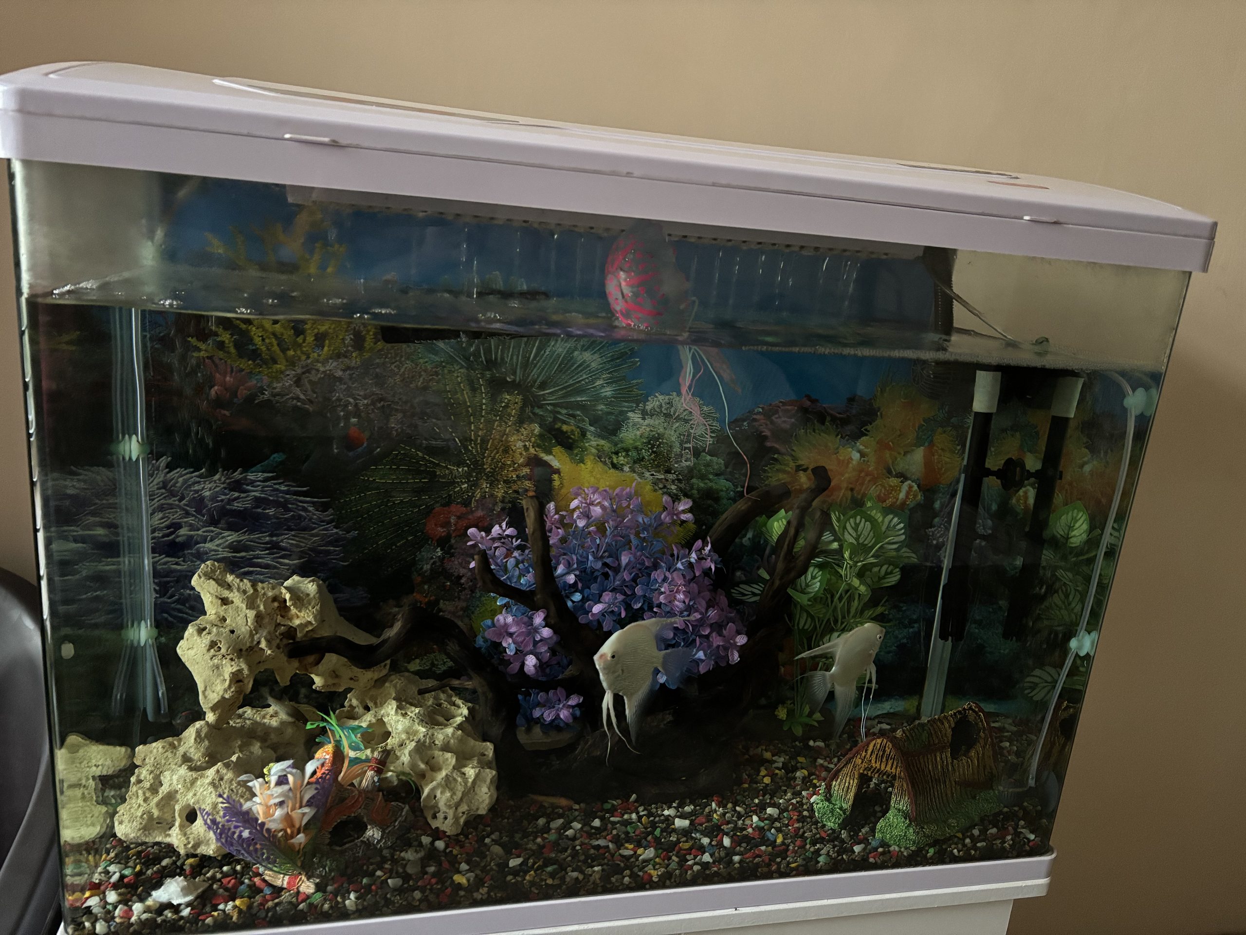 Fish tank