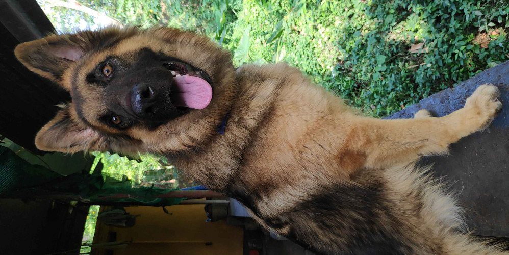 GERMAN SHEPHERD 10 MONTHS