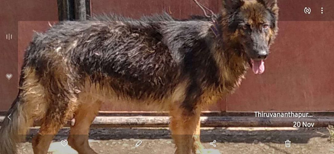 German Shepherd adult for sale 2female and one male below 2 