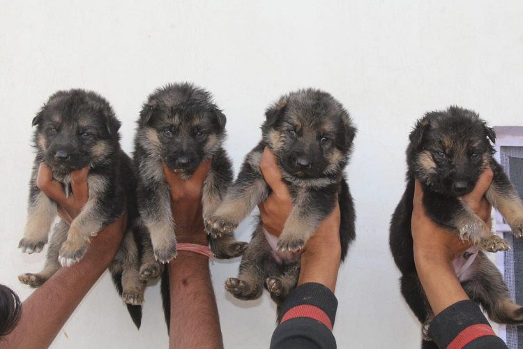 GERMAN SHEPHERD ALL BREED PUPPIES MALE FEMALE AVAILABLE