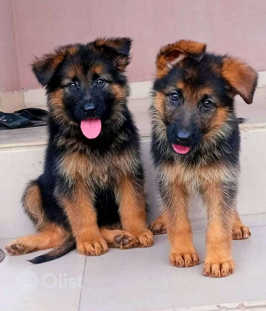German shepherd dog baby for sale