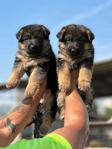 German shepherd