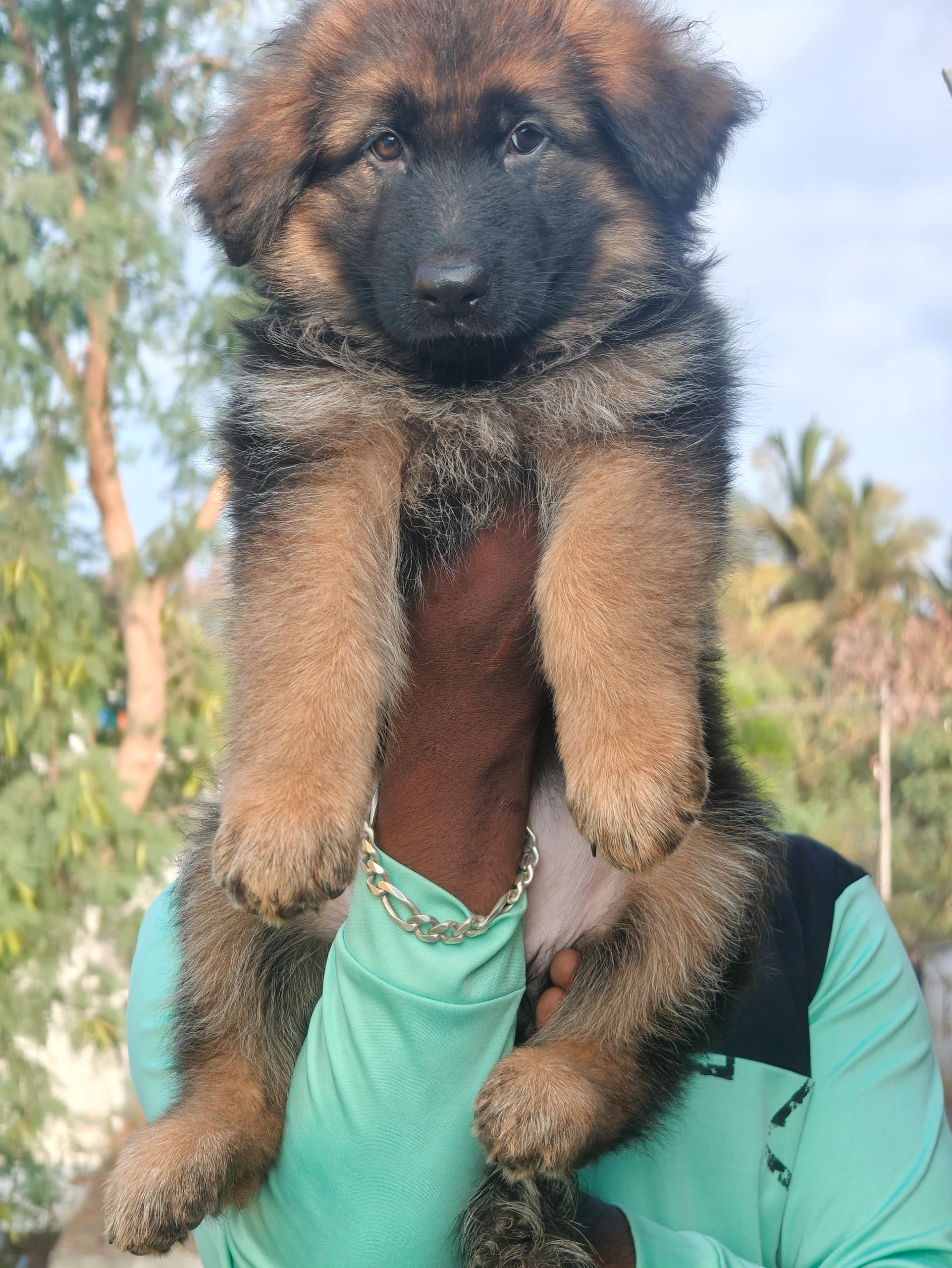 German shepherd
