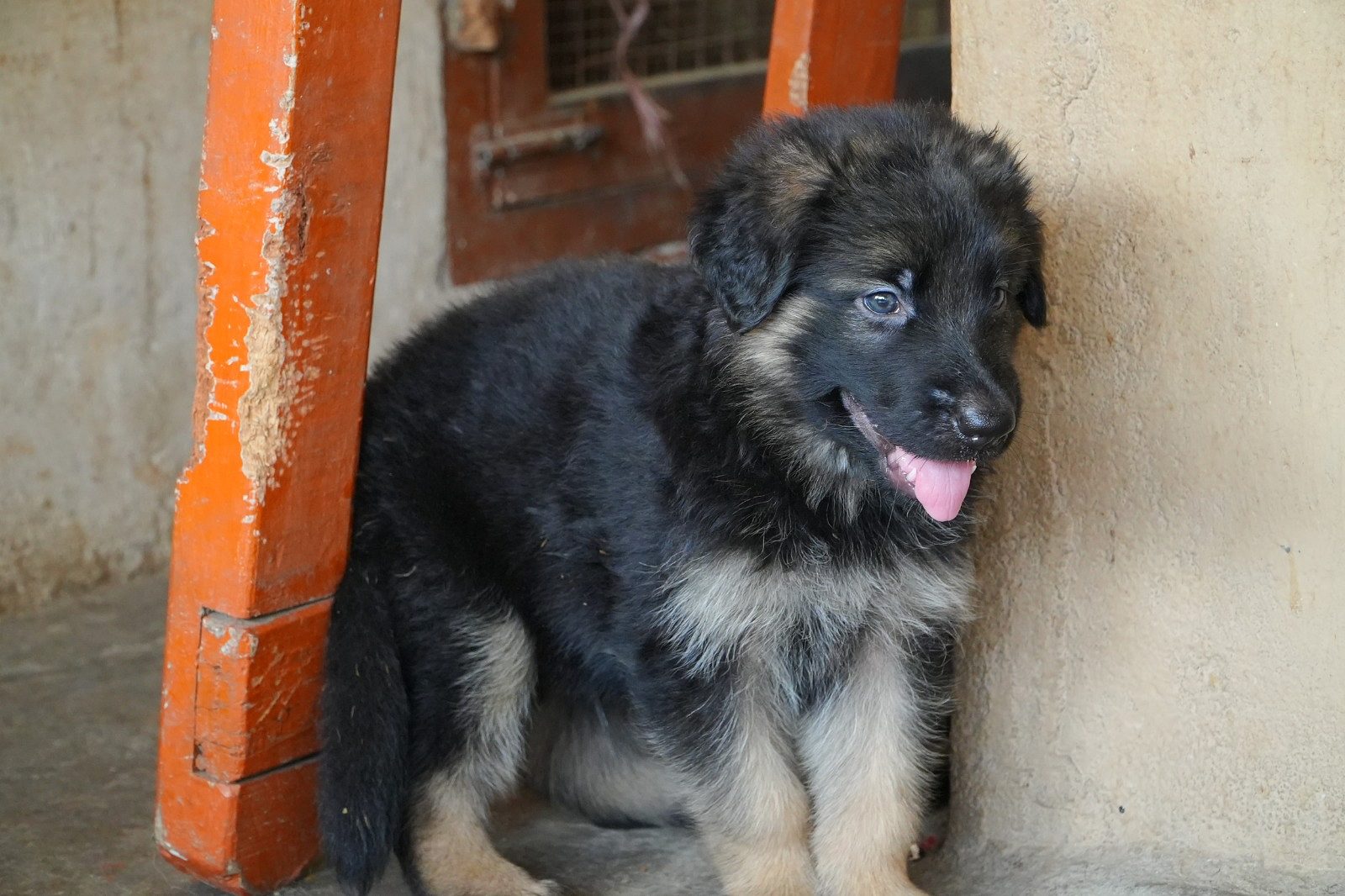 German shepherd