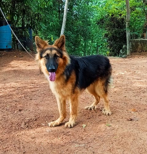 German Shepherd
