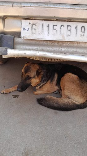 German shepherd female