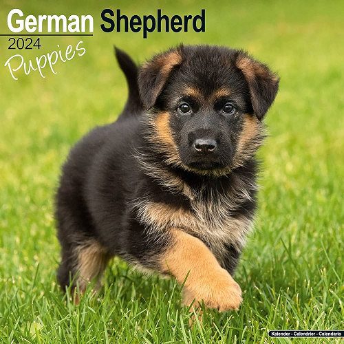 German shepherd puppies