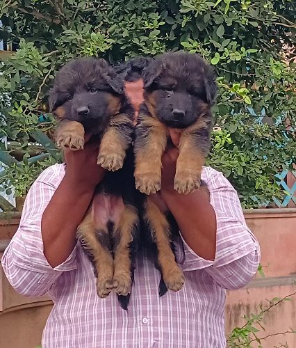 German shepherd puppies