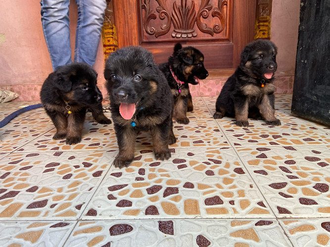 German shepherd puppies available
