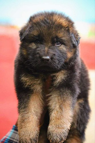 German shepherd puppies available