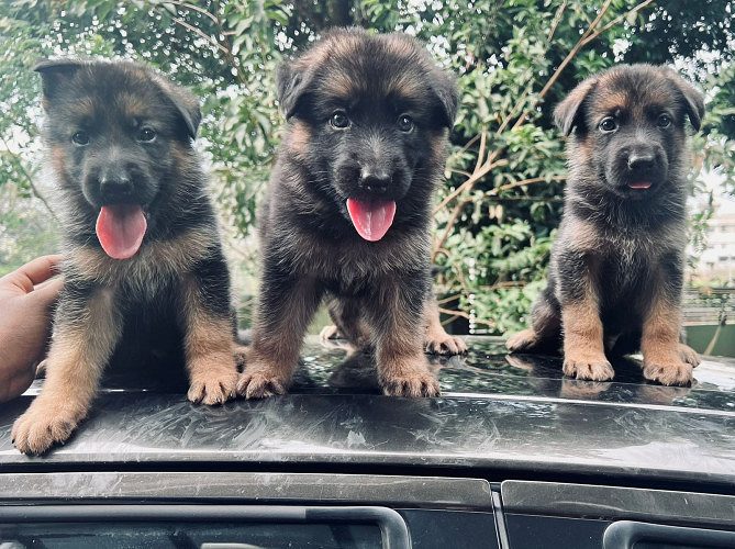German shepherd puppies