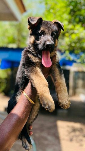 German Shepherd Puppies for sale