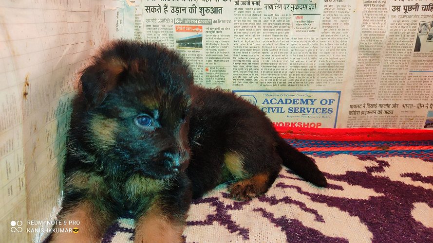 German shepherd puppies