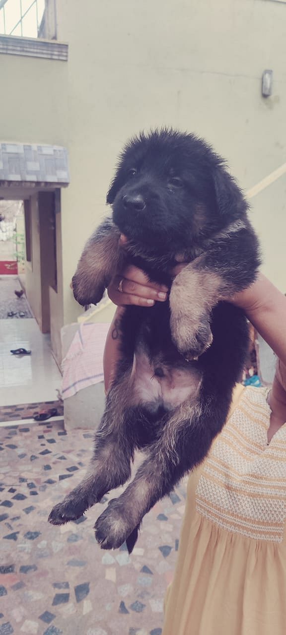 German shepherd puppies available in Chennai