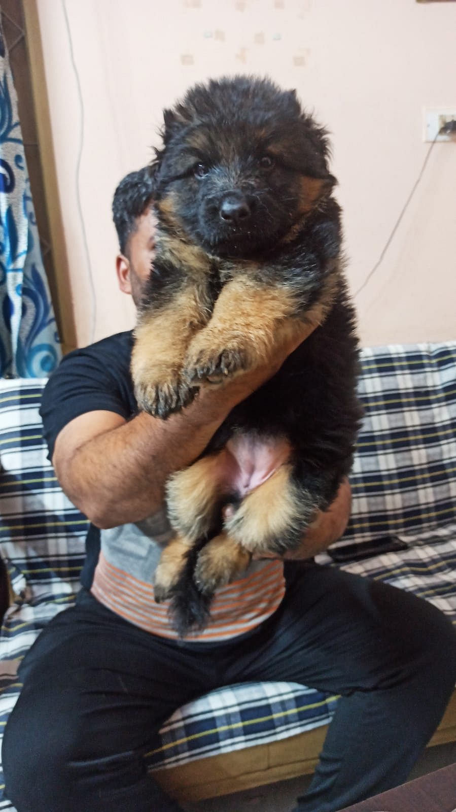 German shepherd puppies available in Chennai