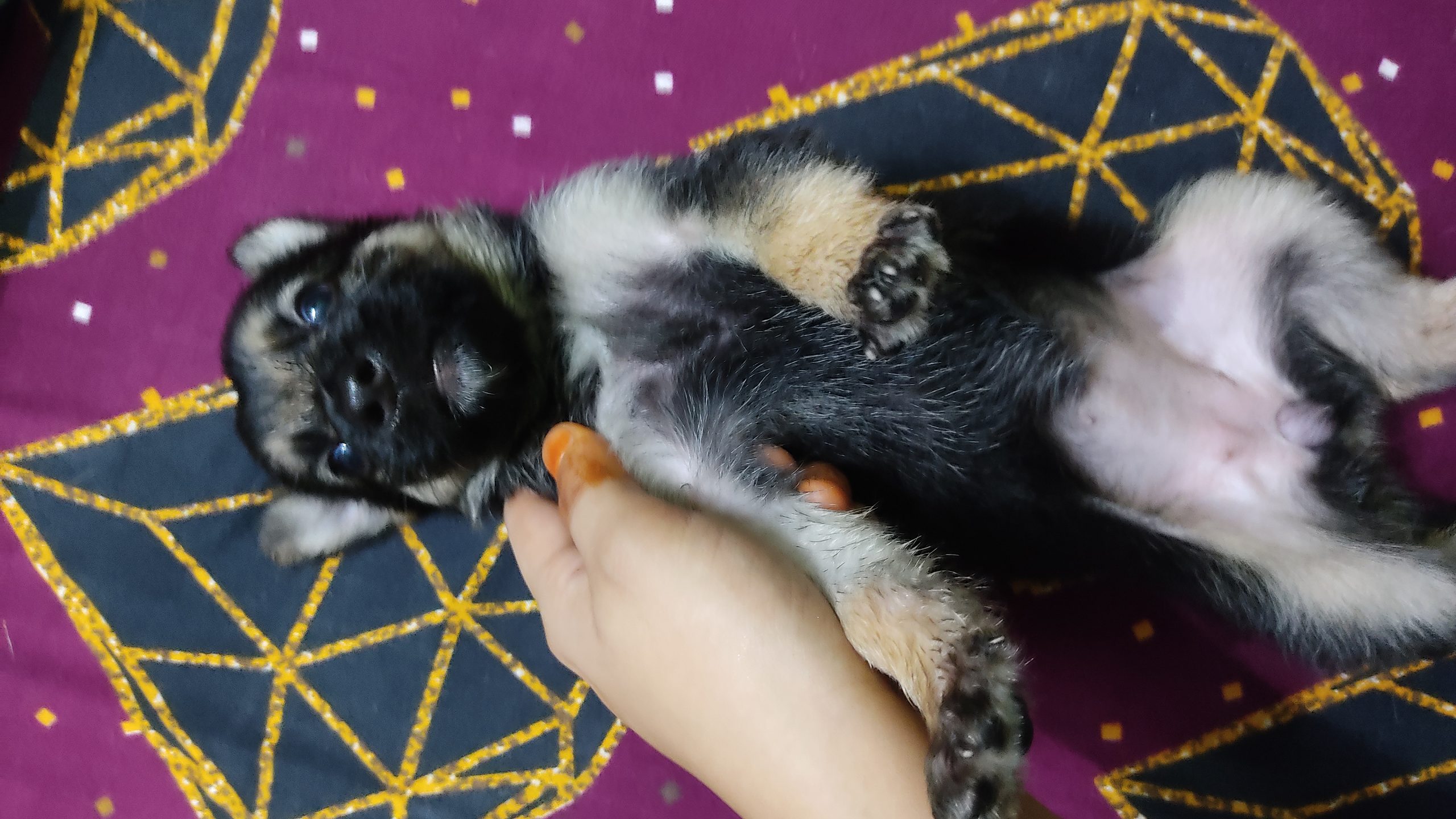 German shepherd puppies