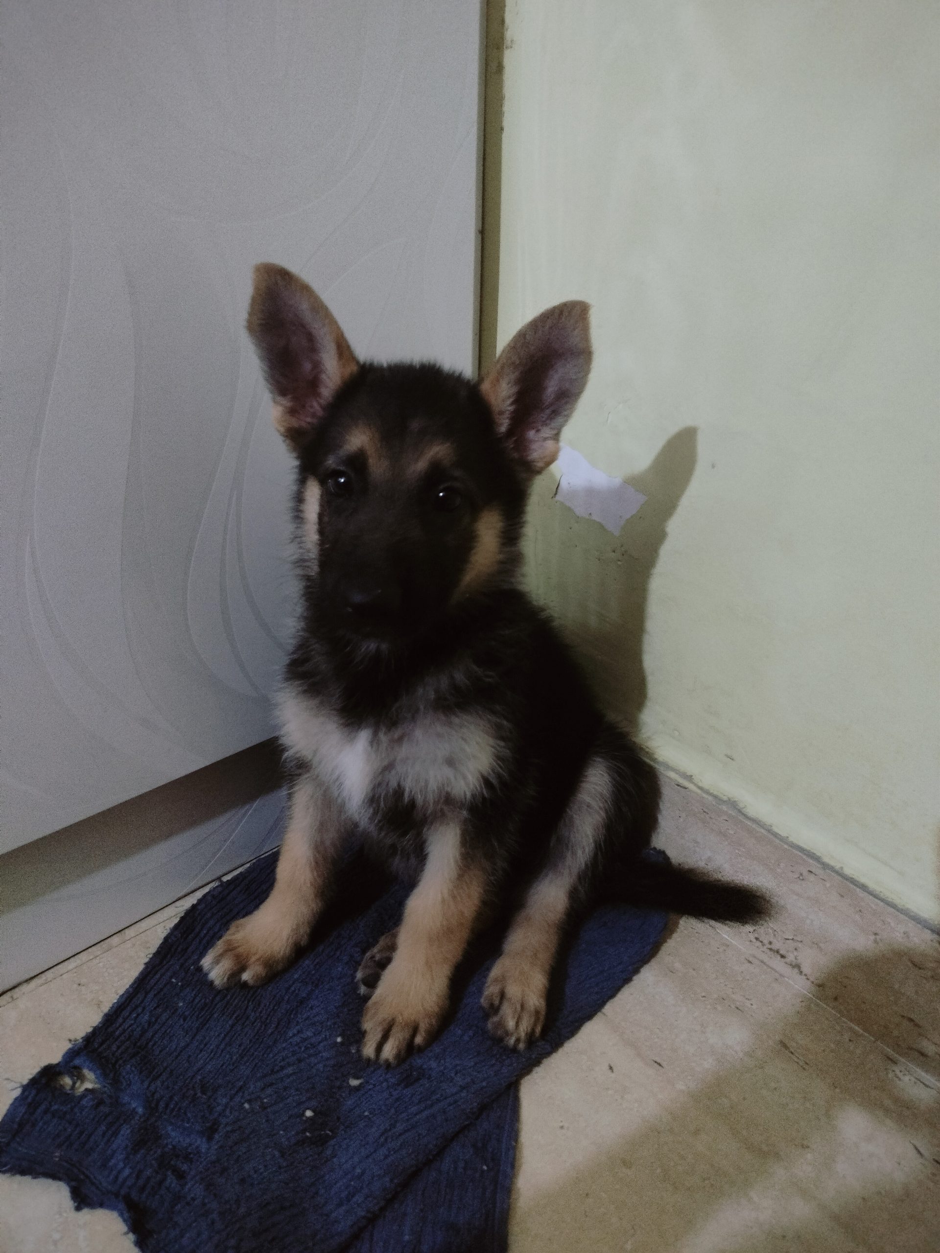German shepherd puppy