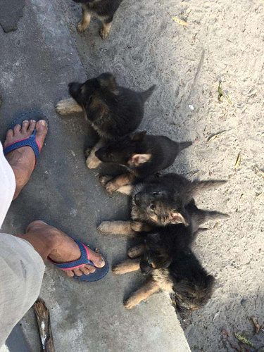 German Shepherd Pups For Sale