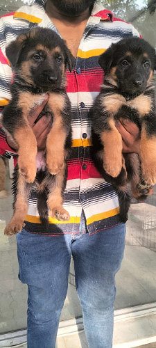 GermanShepherd Puppys For Sale 9654249090