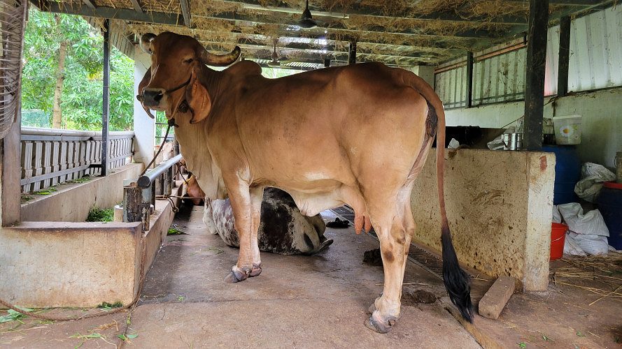 Gir Cow for Sale