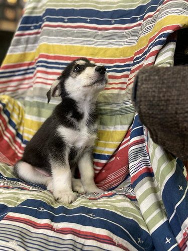 Goberian Puppy : 50 days (Imported Siberian Husky and UK White Retirever cross)